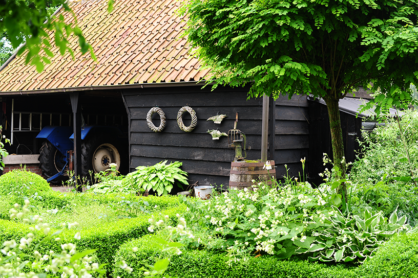 Tuin Cranenburgs Erf in Hierden. De basis van de plantvakken is het paarse kattenkruid, aangevuld met sieruien, floxen en twee soorten clematis.